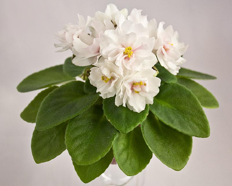БР - Кохана (Буркацкий).jpg