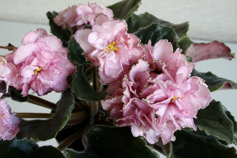 030_800x533.jpg