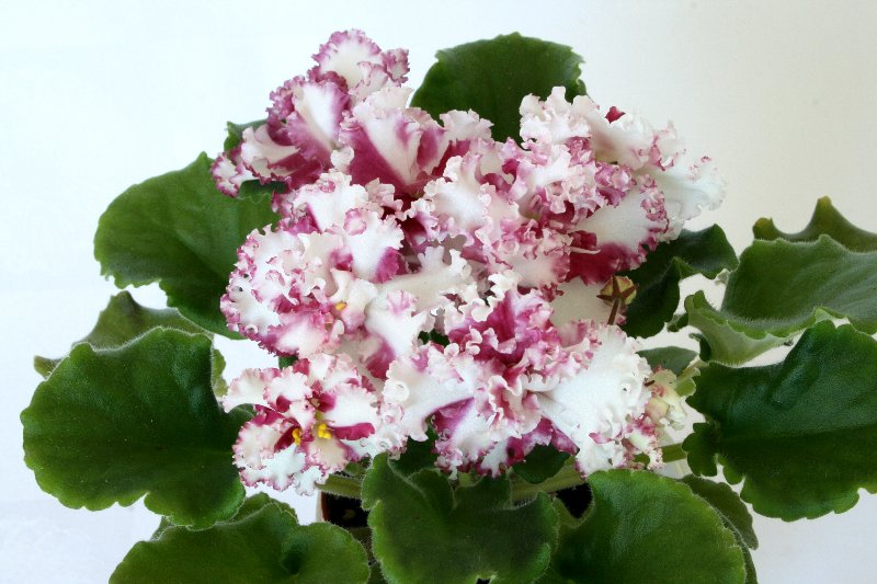 122_800x533.jpg