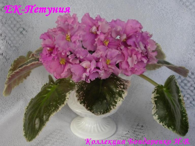 ЕК-Петуния00.JPG