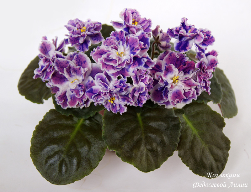 DSC03059.JPG