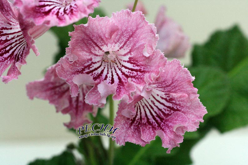 IMG_1681 копия.jpg