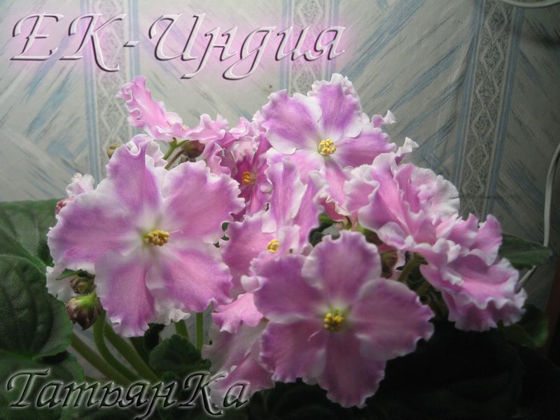 IMG_6800 [%P].JPG