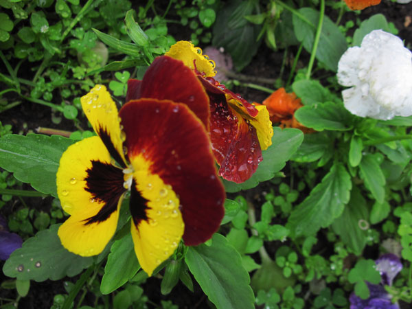 IMG_4145.jpg