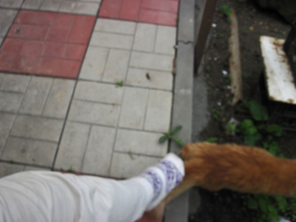 IMG_4303.jpg