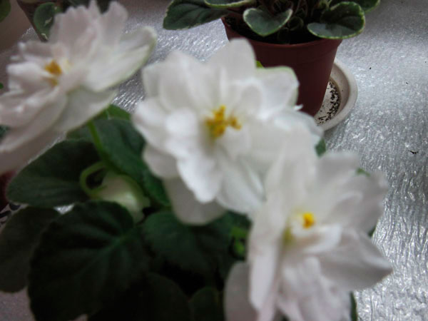 Н-Вера.jpg
