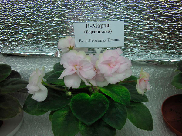 Н-Марта.jpg