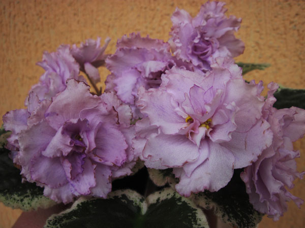 Сеянец-№8.jpg