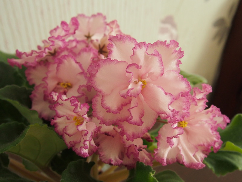 P5010294-2.jpg
