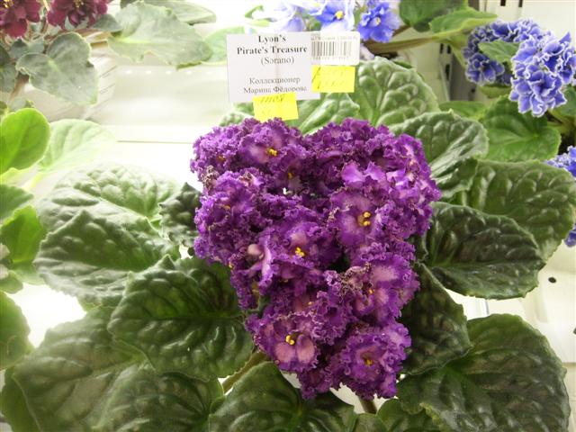 SPA50009 (Small).JPG