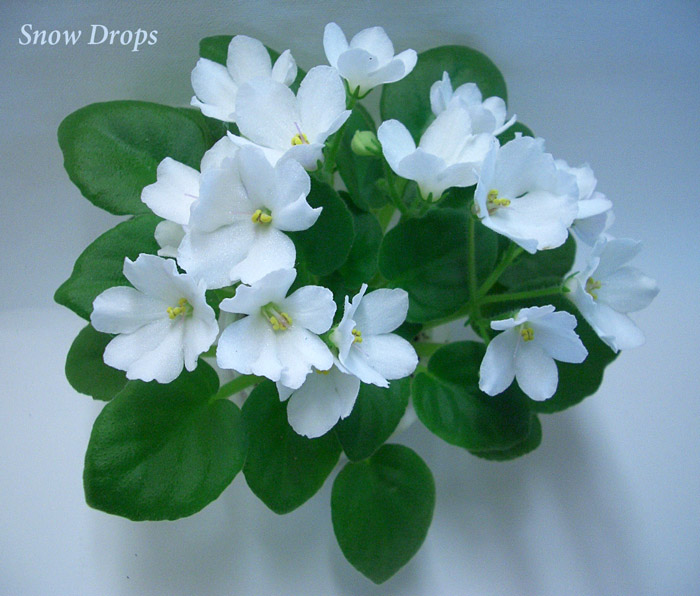 Snow Drops.JPG