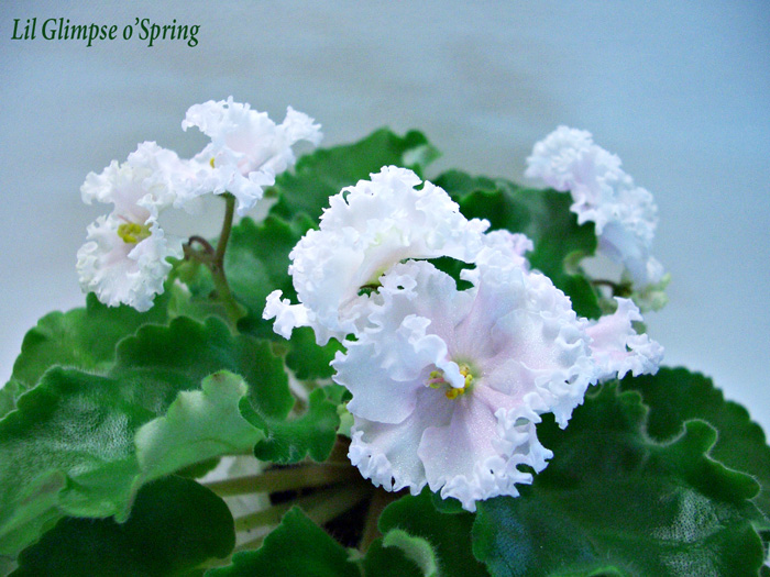 Lil Glimpse o'Spring.JPG