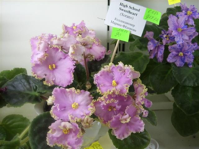 SPA50029 (Small).JPG