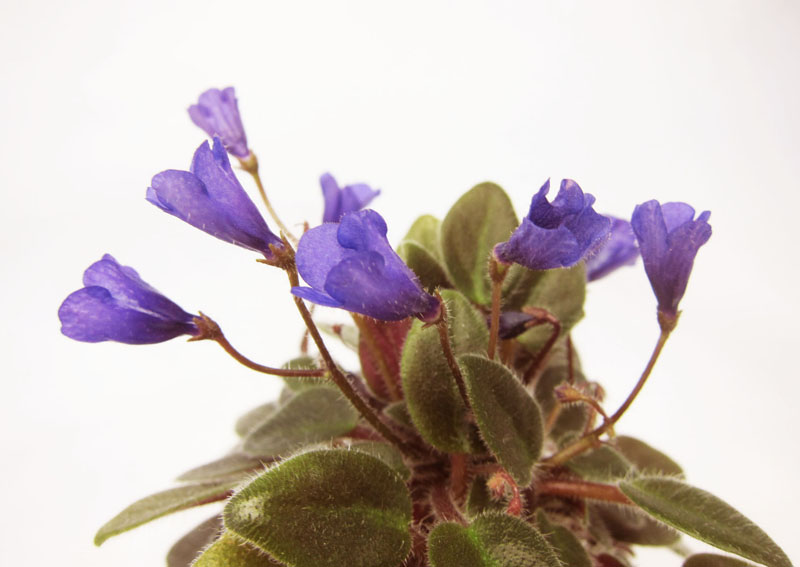 Vallarta Campanas Moradas
