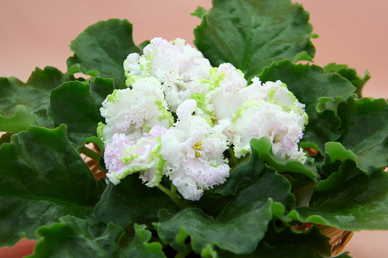ЛЕ-Денди.jpg