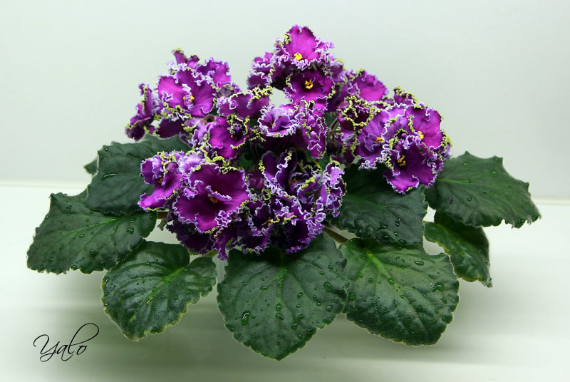 Emerald Lace.jpg