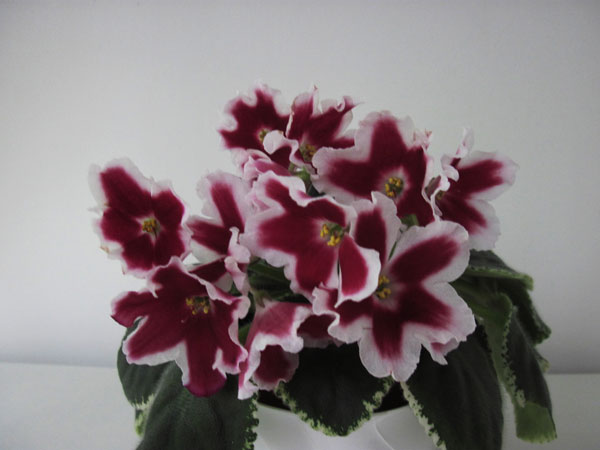 ЛЕ-Маргарита1.jpg