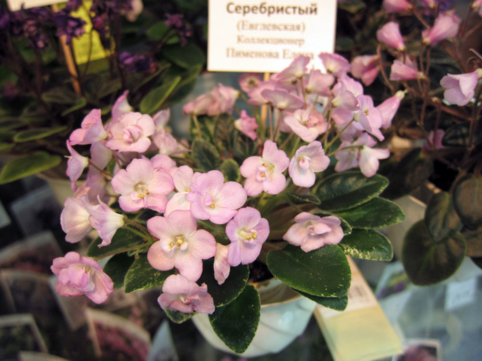 Ландыш Серебристый спорт.jpg