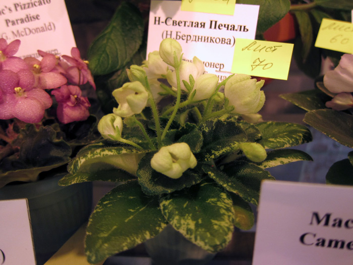 Н-Светлая-Печаль.jpg