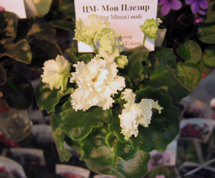 ЦМ-Мон-Плезир.jpg