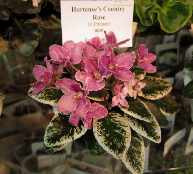 Hortense's-Country-Rose.jpg