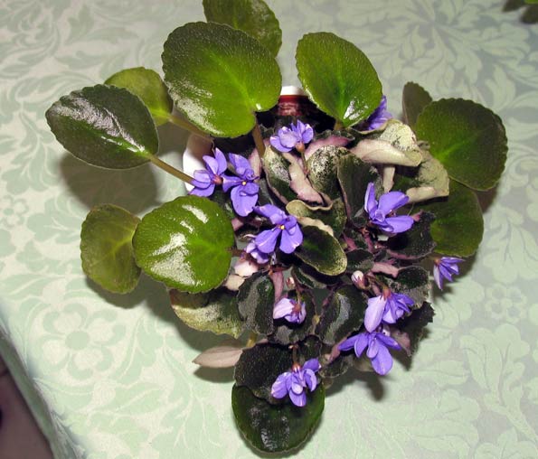 Senk's-Blue-Cascade.jpg