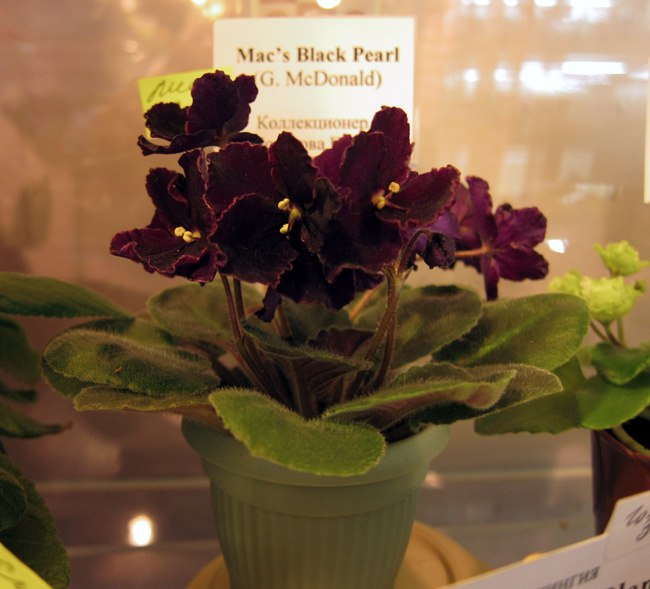Mac's-Black-Pearl.jpg