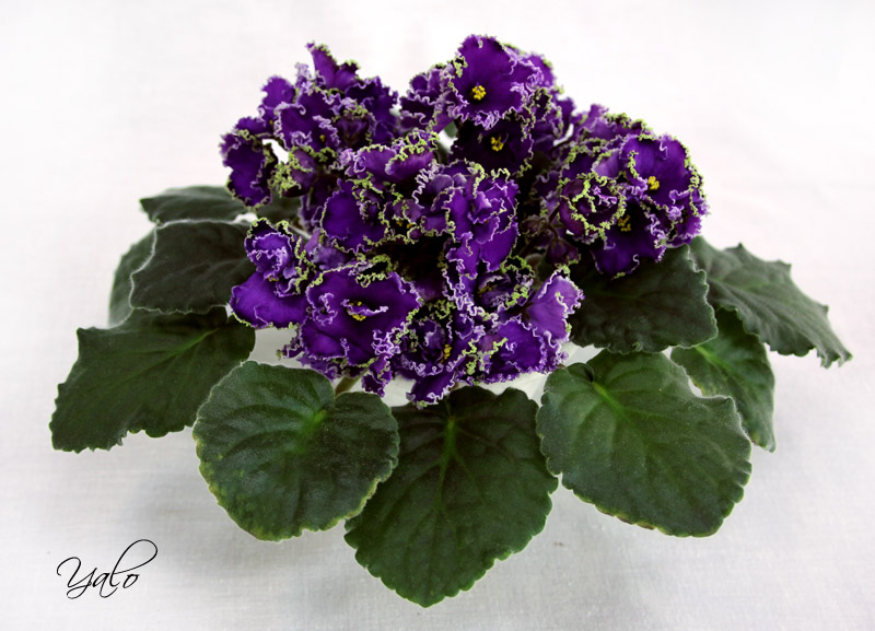 1 место – Emerald Lace (J. Swift), колл. О. Артёмова