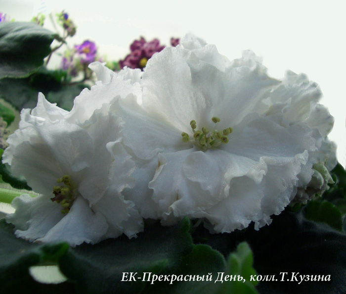 ЕК-Прекрасный Ангел, колл. Кузина.JPG