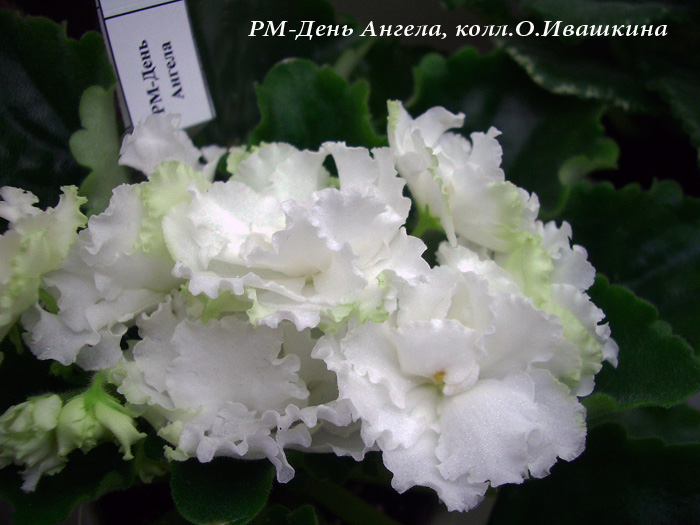 РМ-День Ангела, колл. О.Ивашкина.JPG