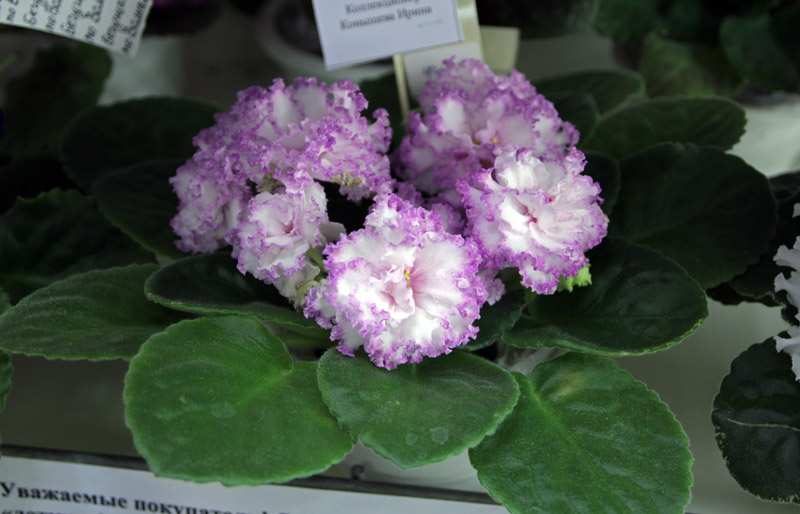Фея