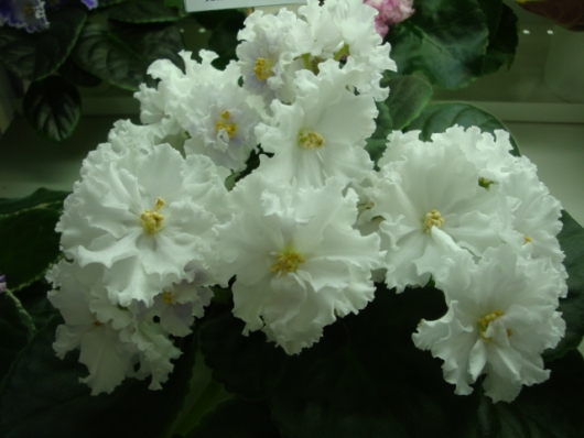ЛЕ-Лунная Сона 1.jpg