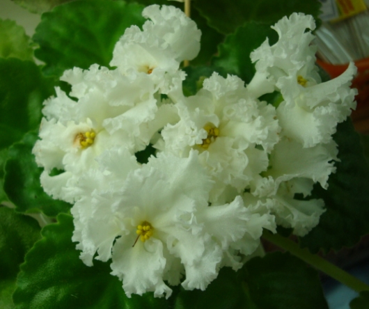ЛЕ-Lady Wint 1.jpg
