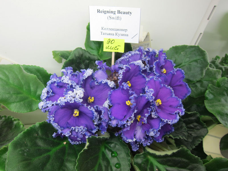 Кузина- Reigning Beauty