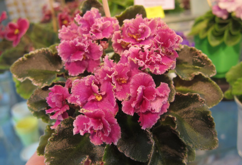 Jolly Frills
