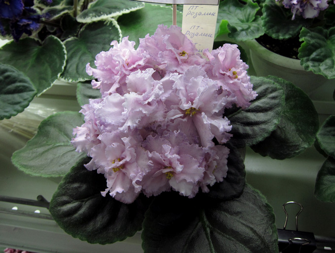 ПТ-Розалин-(Кочеткова).jpg