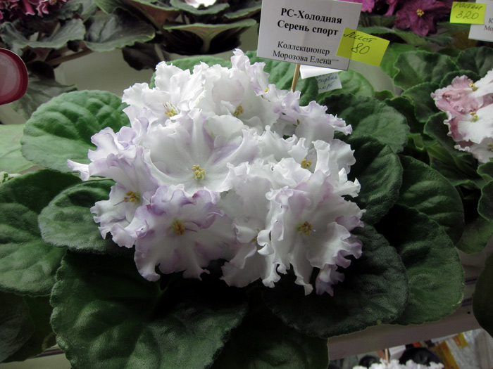РС-Холодная-Сирень-спорт.jpg