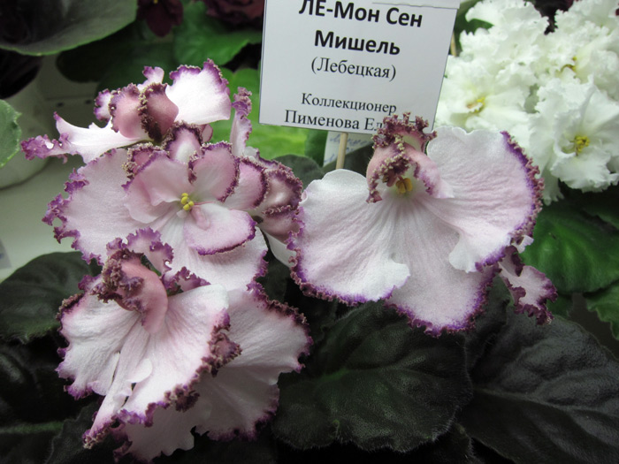 ЛЕ-Мон-Сен-Мишель.jpg