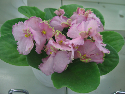 Улыбка-Русалки-Морозова.jpg