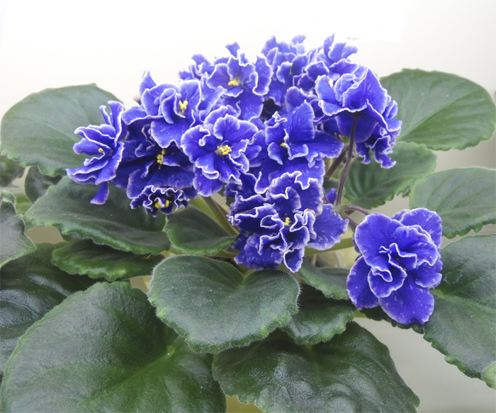 grape-glory.jpg