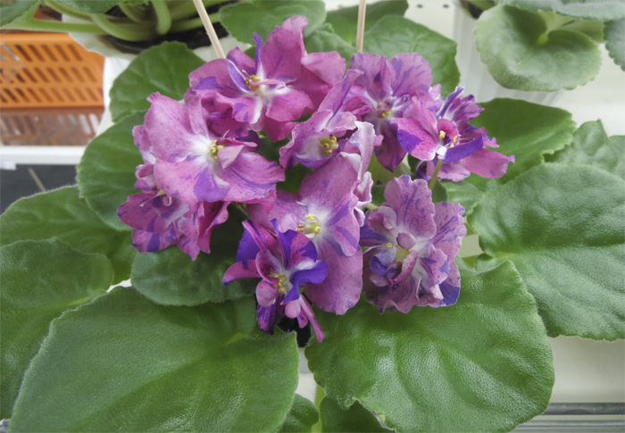 рм-павлина.jpg