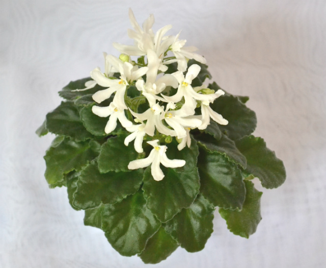 Lunar Lily White