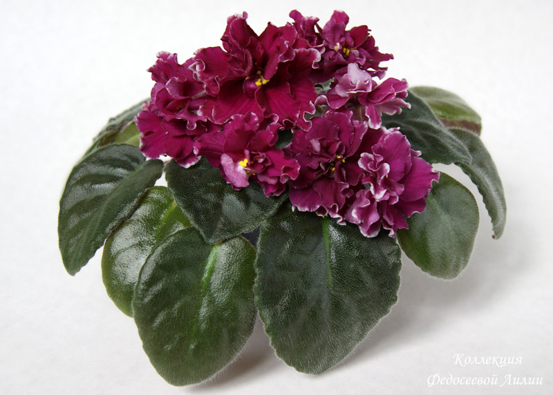 ЕК - Светская Львица.jpg