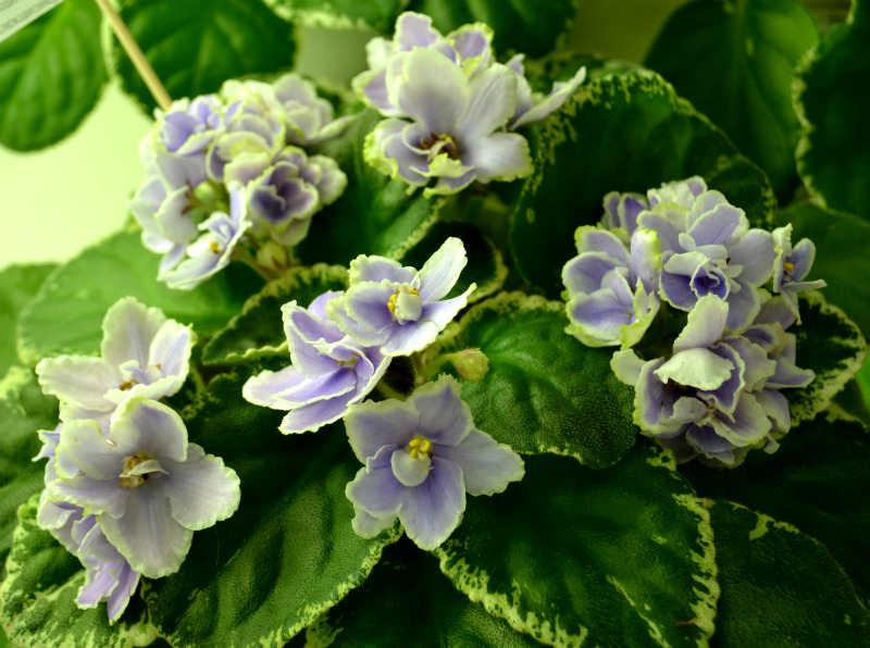 Buckeye Seductress Стуленковой.JPG