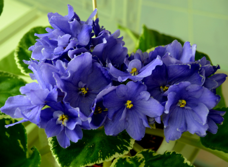Ma s Bluberry Taffy Стуленковой.JPG