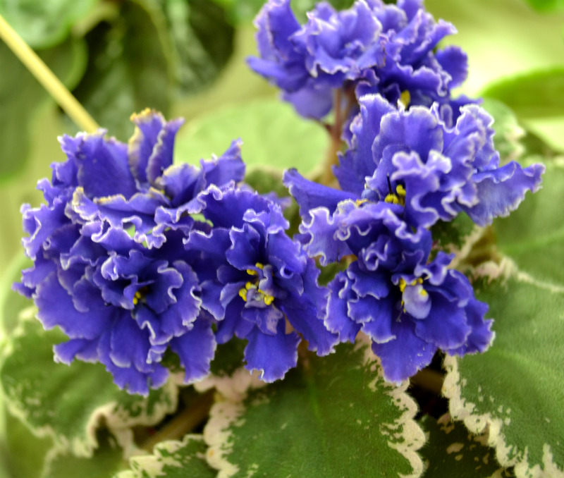 Sora Springtime Стуленковой.JPG