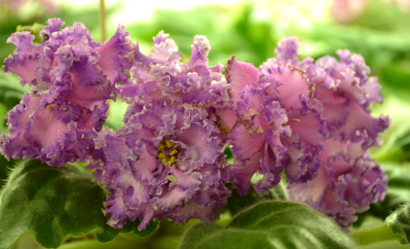 Джорджия спорт Петровой.JPG