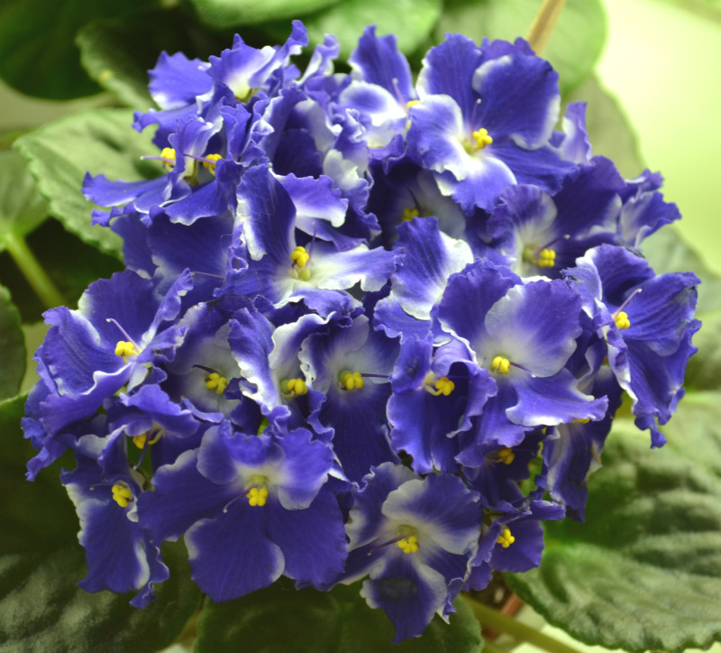 Optimara Ultra Violet Пак.JPG