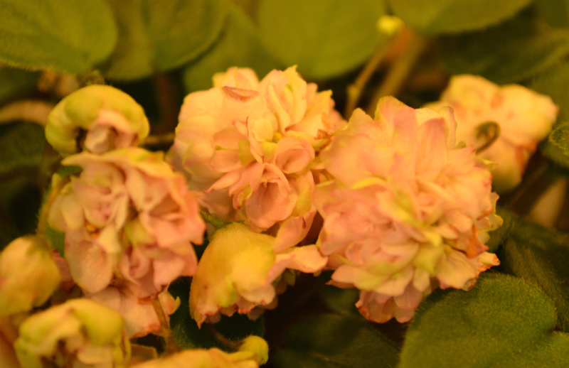 Pink Mint Дорофеева.JPG