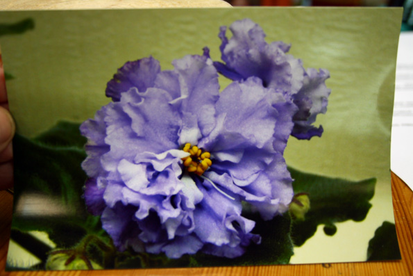 IMG_7874.JPG